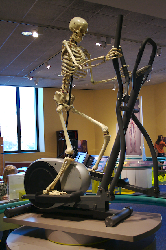 Picture of a human skeleton astride an exercise machine. 
