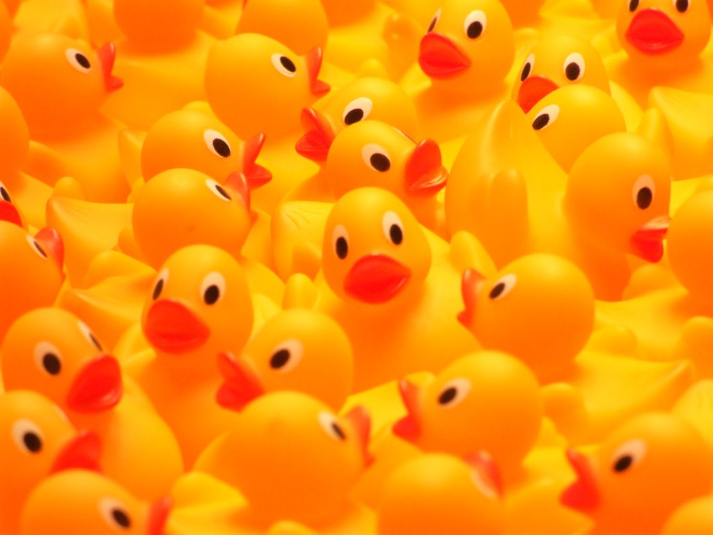 Photograph of multiple yellow rubber ducks all closely packed together.