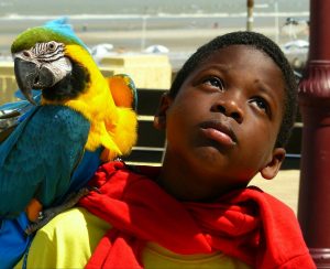 Photograph of a black boy with a colourful yellow and blue parrot on his right shoulder. The boy and the parrot look away from each other.