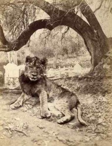 Giser 1875 young lion by tree and cenetery