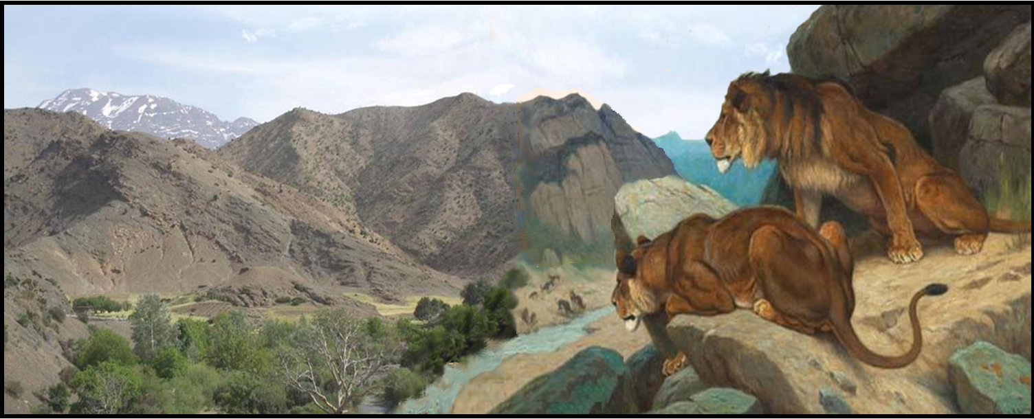 Lions view the landscape