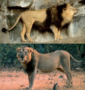 Male Indian Lion before and after!