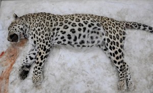 Leopard killed at Cinar Turkey in 2013