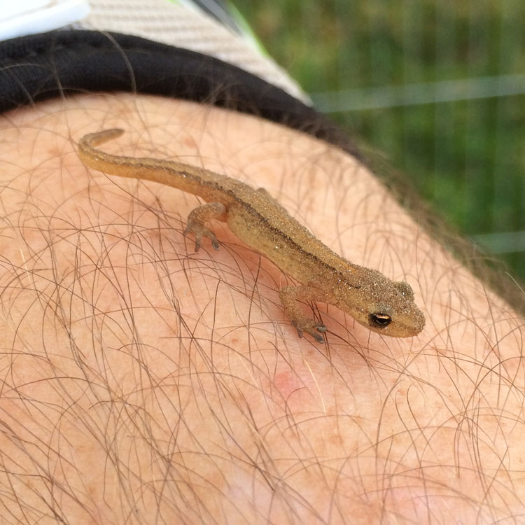 This tiny lizard was not happy to be evicted from Trench A.