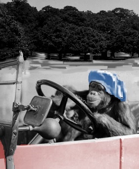 chimp at wheel