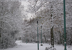 Park Wood Snow