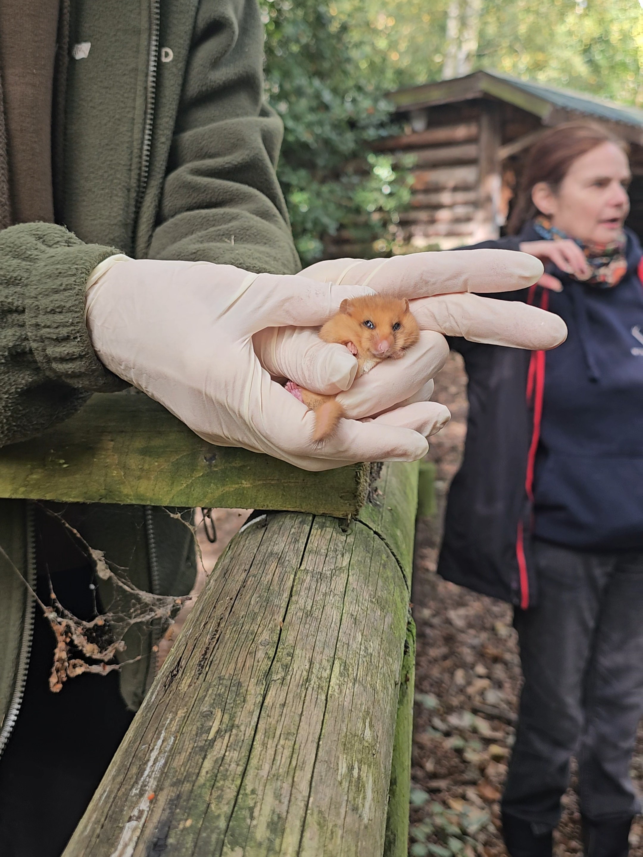 A licensed handler holds a hazel dormouse