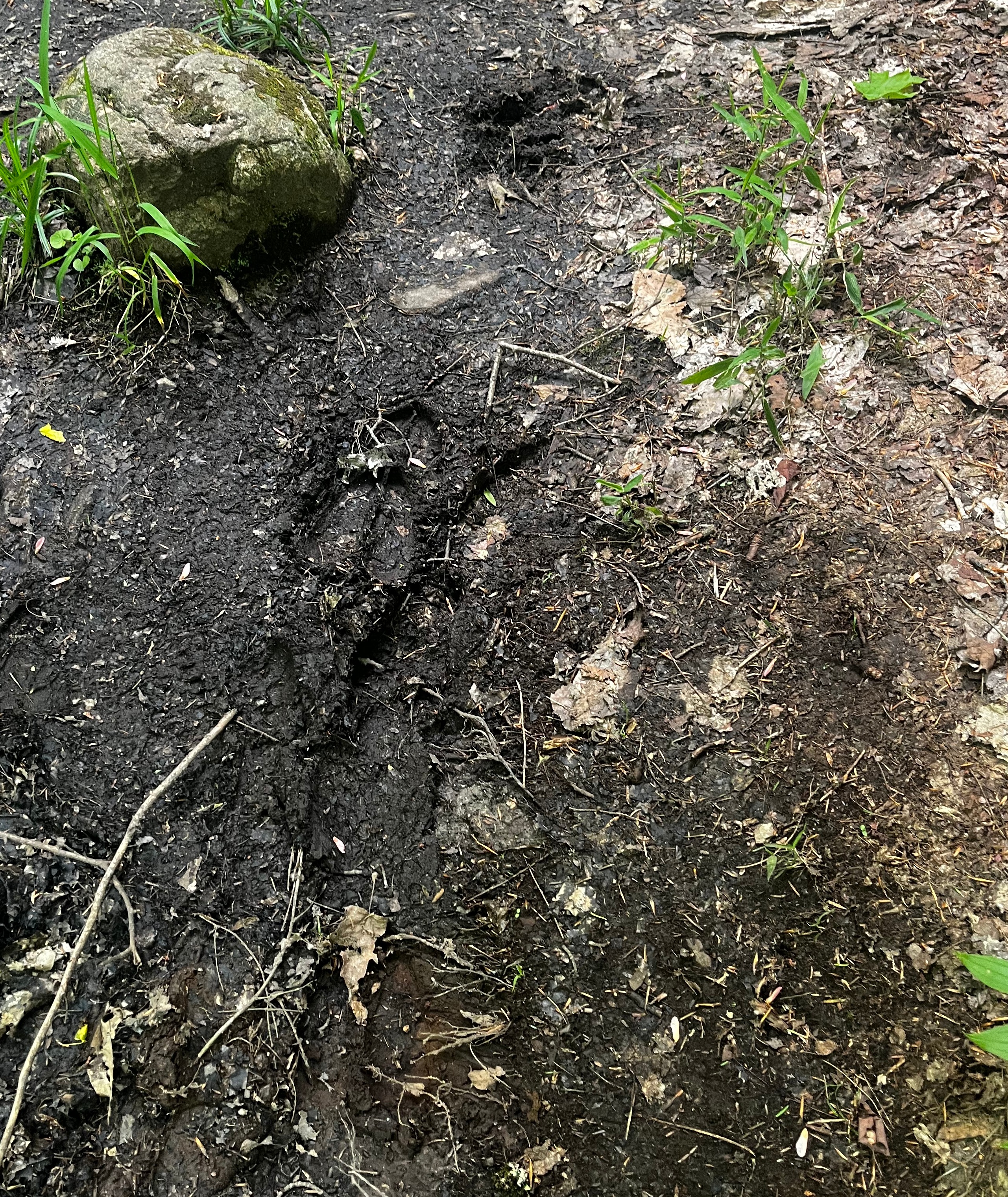 Animal tracks in mud