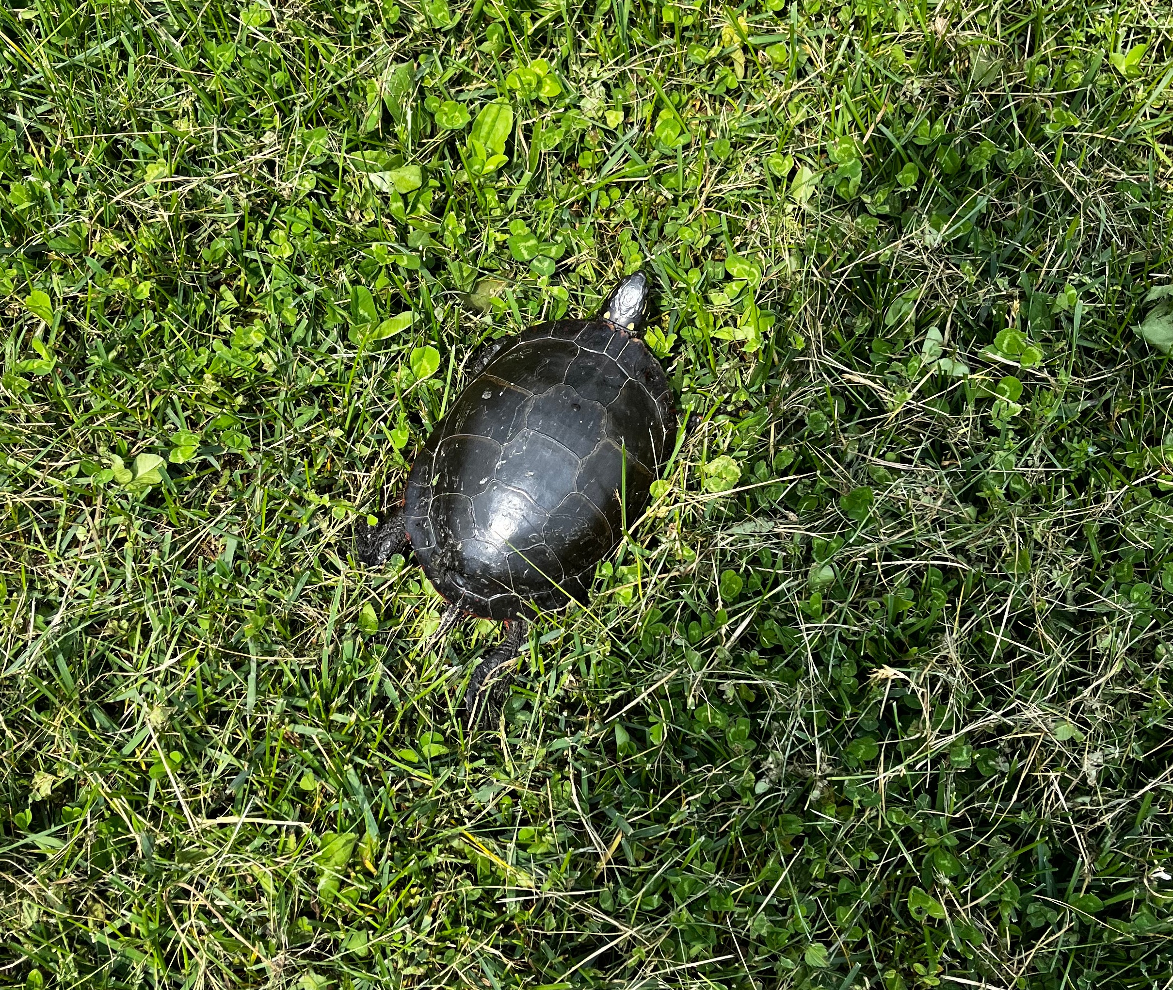 A painted turtle in grass