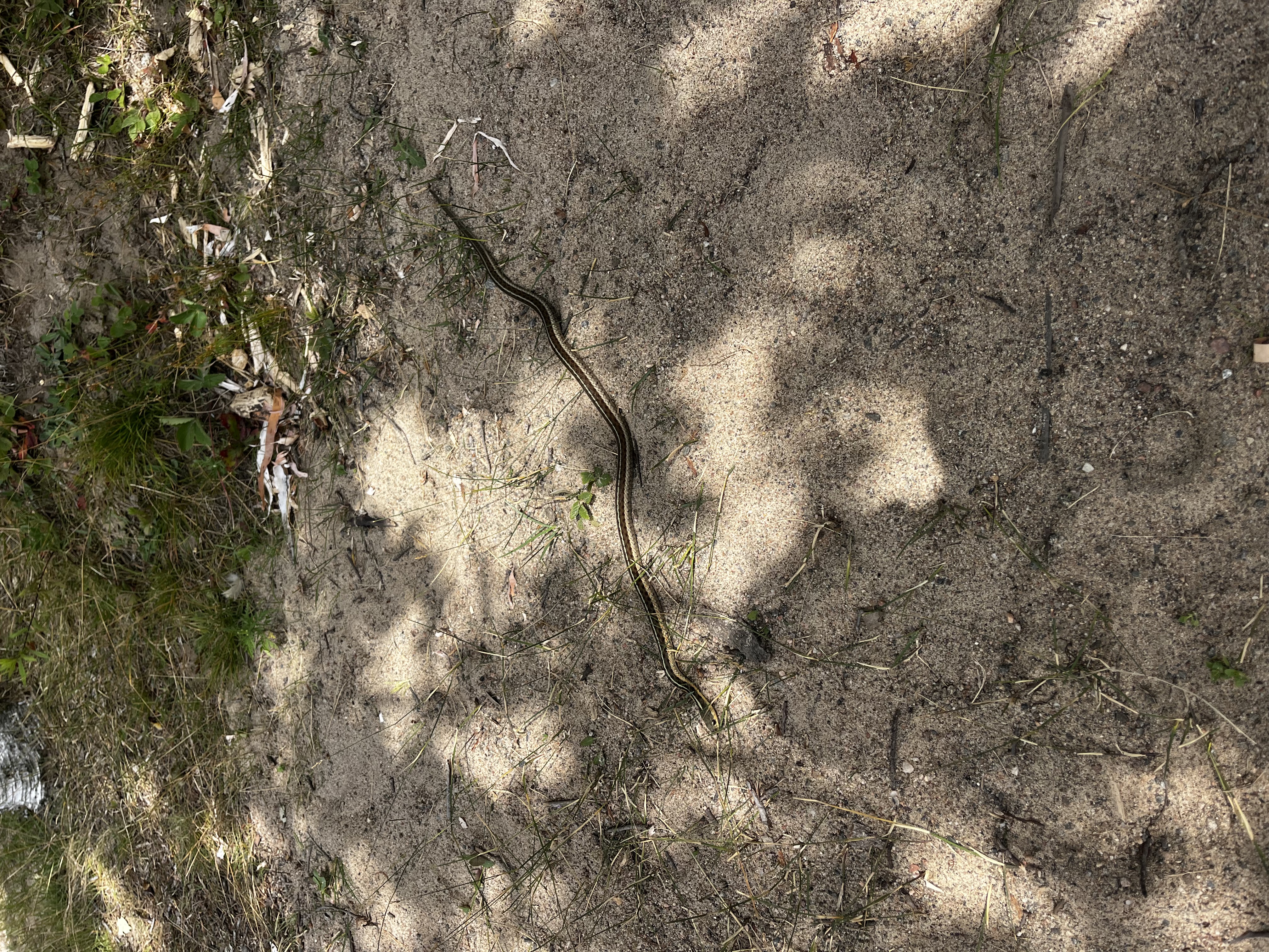 A snake on a dirt rooad