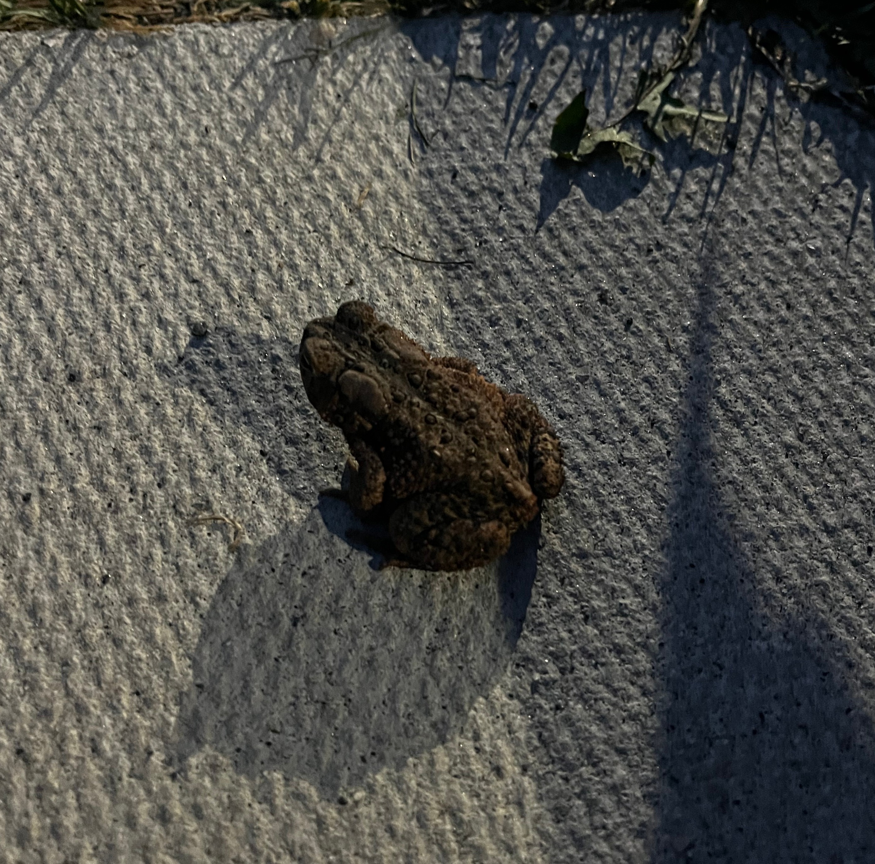 A toad on a blanket