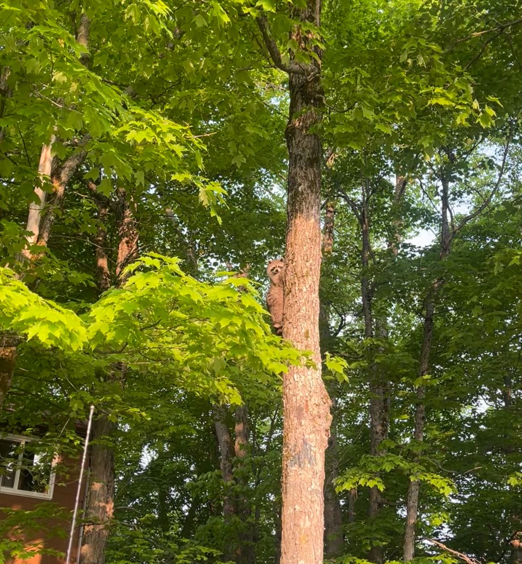 Racoon in a tree