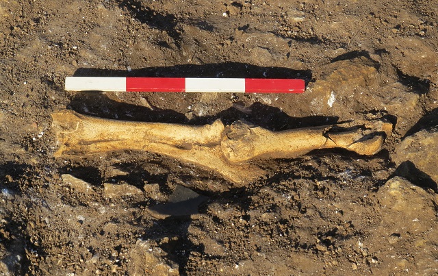 The articulated ox bones