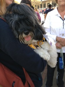 A number of dogs are brought onto campus once a month to offer free hugs!