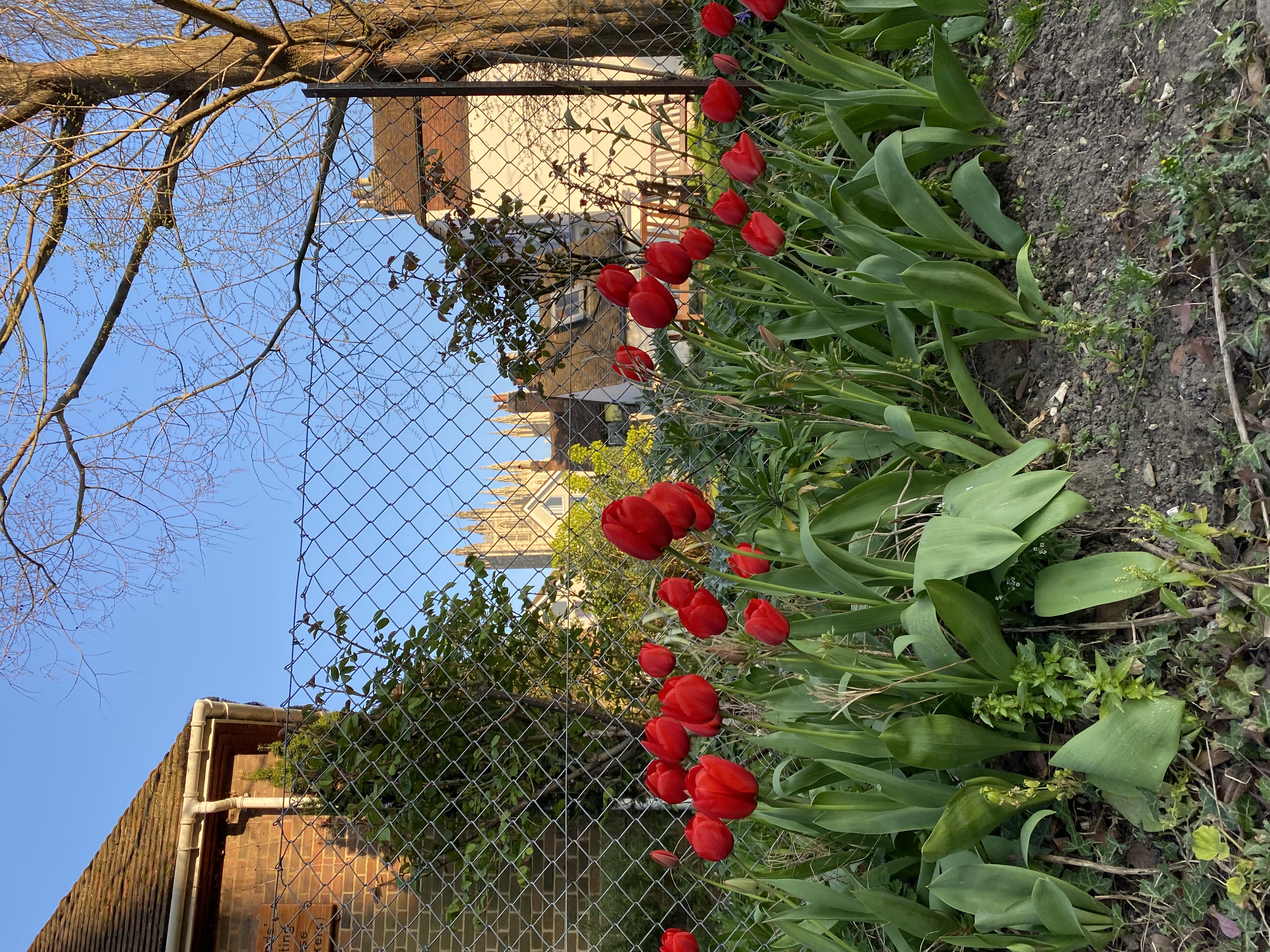 Canterbury Tulips