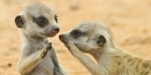 Two young suricates
