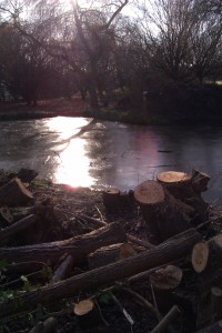 Frozen water and felled trees on the Univeristy campus