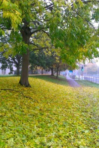 Autumn leaves on campus