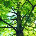 An image of trees on the University of Kent campus