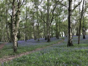 An image of Bluebells in summer on the University of Kent Canterbury Campus