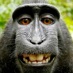 monkey_selfie_contentfullwidth