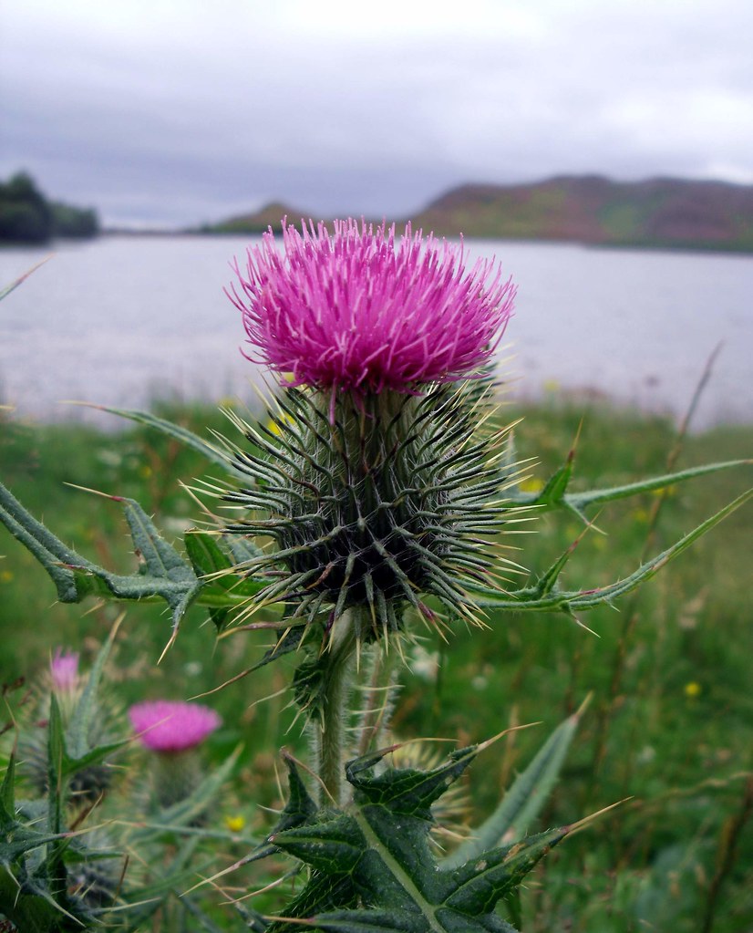 Picture of a spiky thistle boasting a pink flower