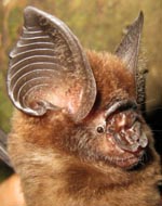Ridley's roundleaf bat