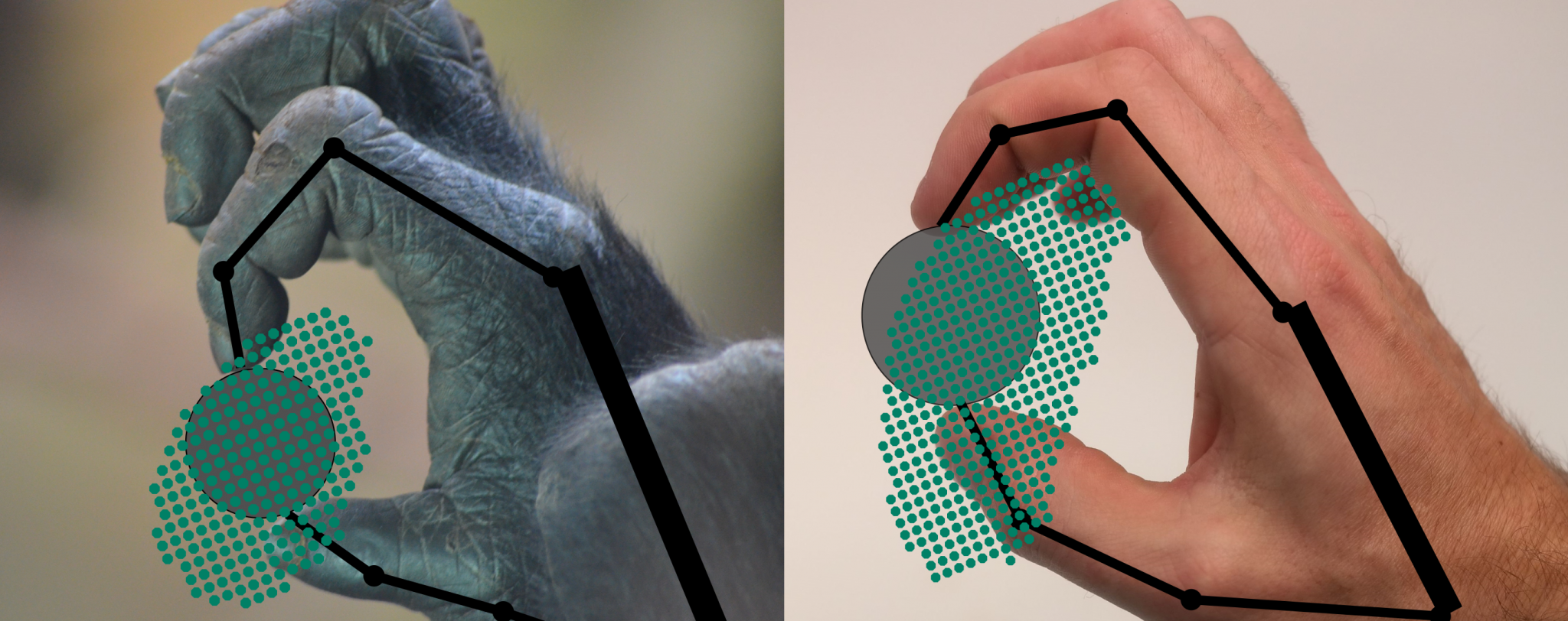 Chimp and human hand showing variation in the precision grip manipulation between the thumb and index finger.  Photo credit:T. Feix and E. Pouydebat