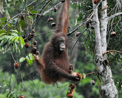 Orangutans have been observed feeding, and with young, in riparian zones at SAFE. © Simon Mitchell, DICE