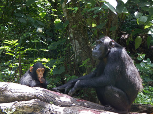 Female and young chimpanzee in the Budongo Forest, Uganda