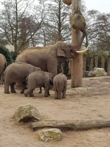 Elephants at Chester Zoo