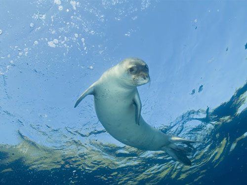 The endangered Mediterranean monk seal is found mostly in the seas around Greece and Turkey.