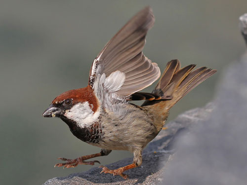 Italian sparrow