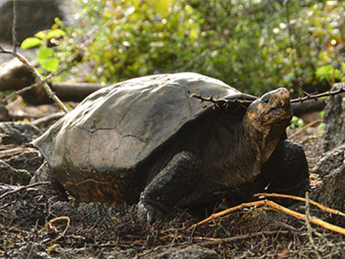 The first Fernandina giant tortoise seen in over 112 years.