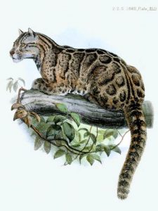 The Formosan clouded leopard is endemic to Taiwan and considered extinct, but eyewitness accounts keep speculation alive.