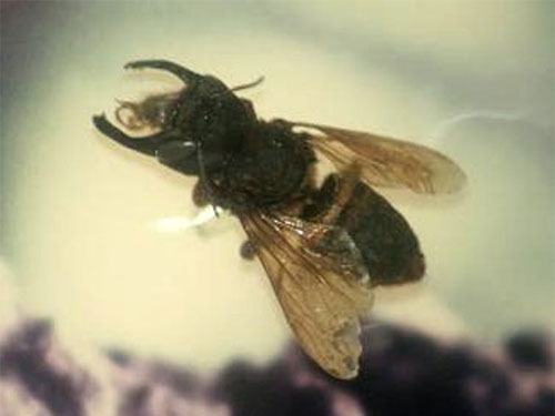 The world’s largest bee was presumed extinct before rediscovery in Indonesia in February 2019.