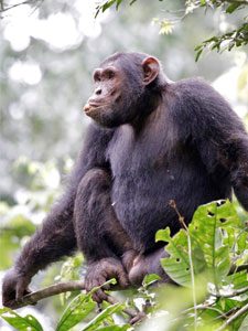 Chimpanzee in the wild