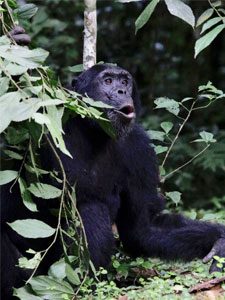 Braying chimpanzee in the forest
