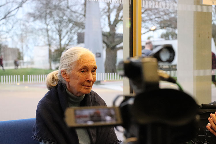 Jane Goodall being interviewed by KMTV.