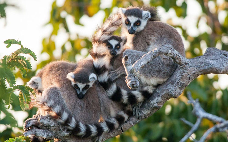 Madagascar’s forests are home to lemurs – and lots of resources that humans could easily exploit. Louise Jasper, Author provided (No reuse)