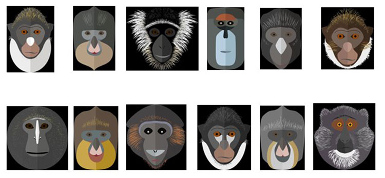 Illustrated faces of different species of the Guenon genus of monkey.