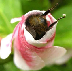 Bumblebee wrapped in petals