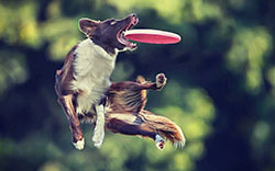 Dog jumping in air to catch a frisbee in its mouth