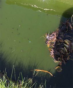 Tadpoles in a sun-dappled pond