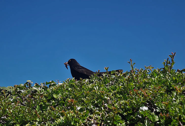 Blackbird with worm in its beak perched atop a hedgerow.