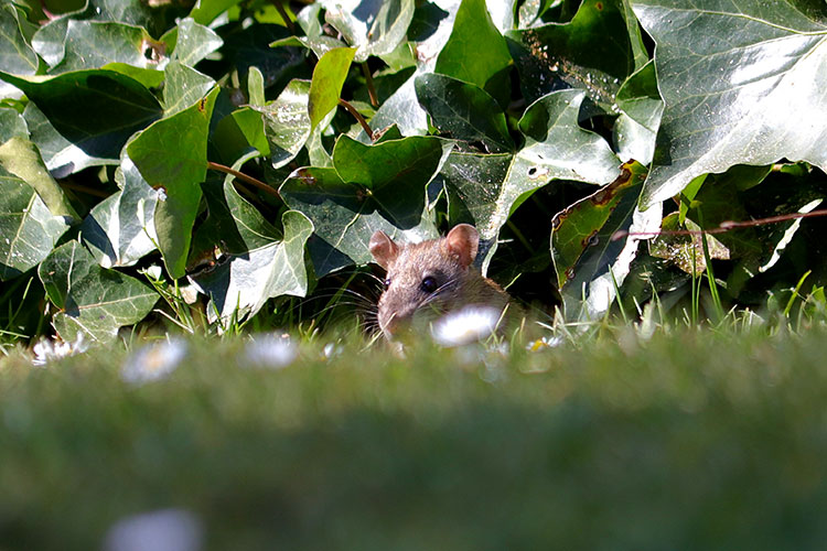Field mouse spied through the grass in front of a leafy bush.