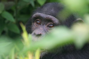 Wild chimpanzee in forest region of Guinea, West Africa