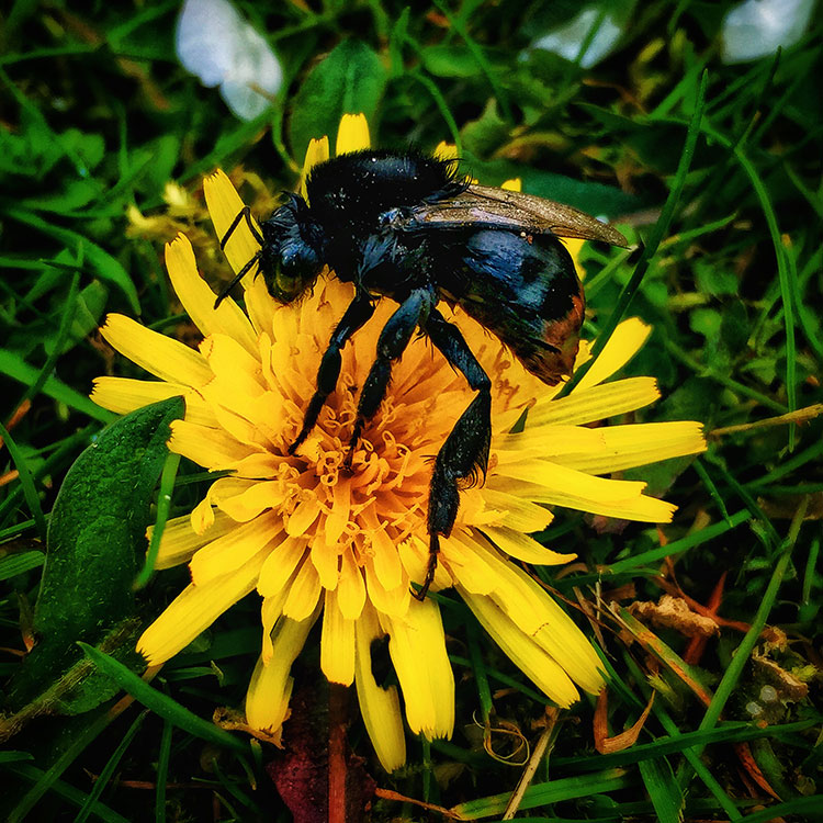 Red-tailed bumblebee hugging a yellow dandelion