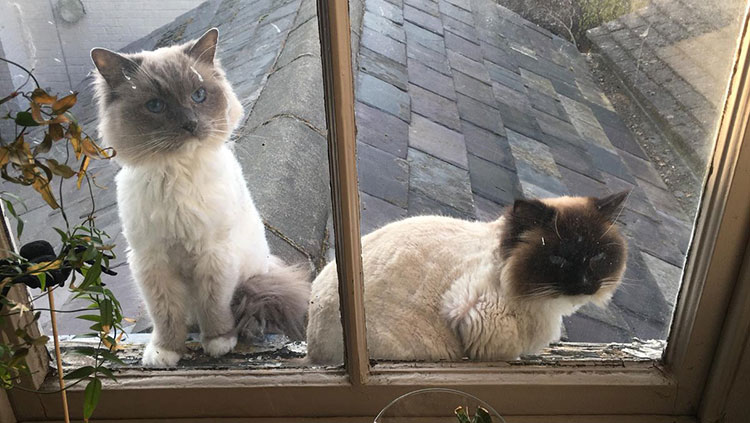 Two cats perching on a windowsill looking in.