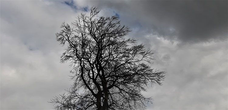 Single tree silhouetted against a brooding, grey sky